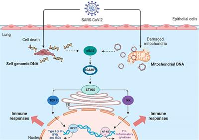 Host mitochondria: more than an organelle in SARS-CoV-2 infection